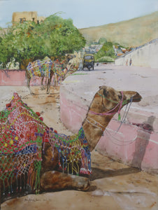 Camels in Jaipur